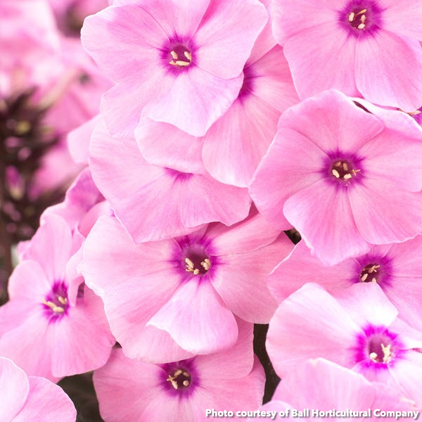 Phlox paniculata Sweet Summer Dream 1G