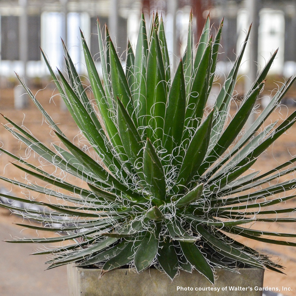 Agave schidigera Black Widow 3.25"