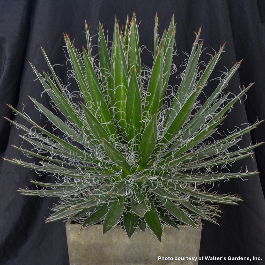 Agave schidigera Black Widow 3.25"