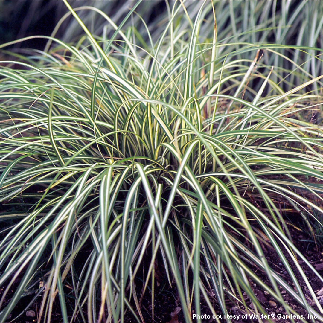 Carex oshimensis Evergold 1G