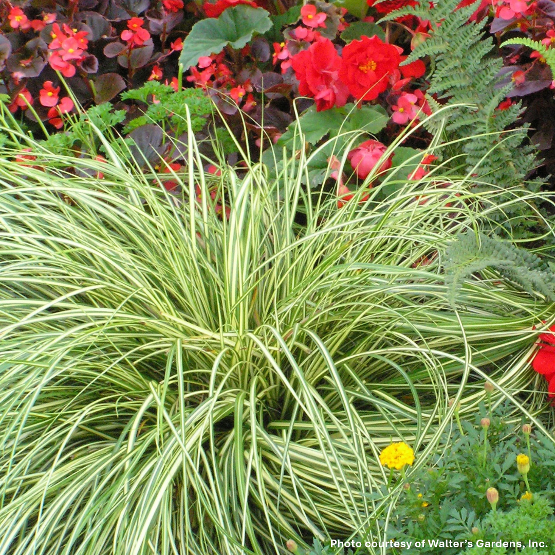 Carex oshimensis Evergold 1G