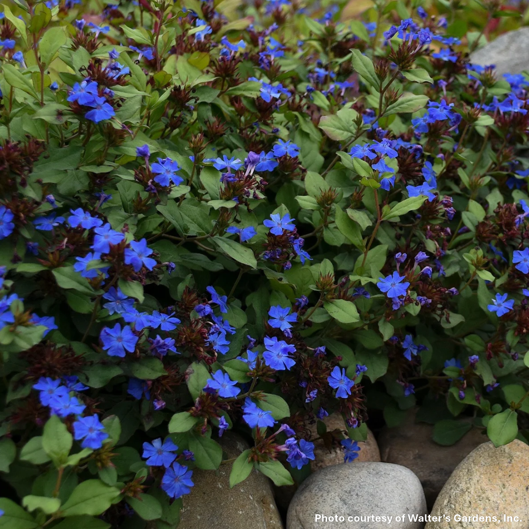 Ceratostigma plumbaginoides 1G