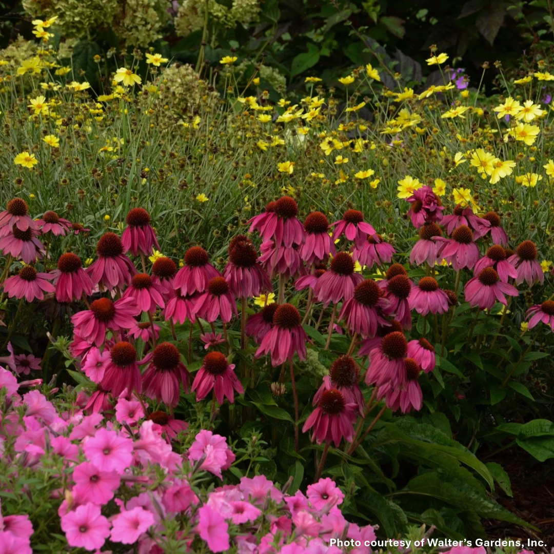 Echinacea purpurea PowWow Wild Berry 1G