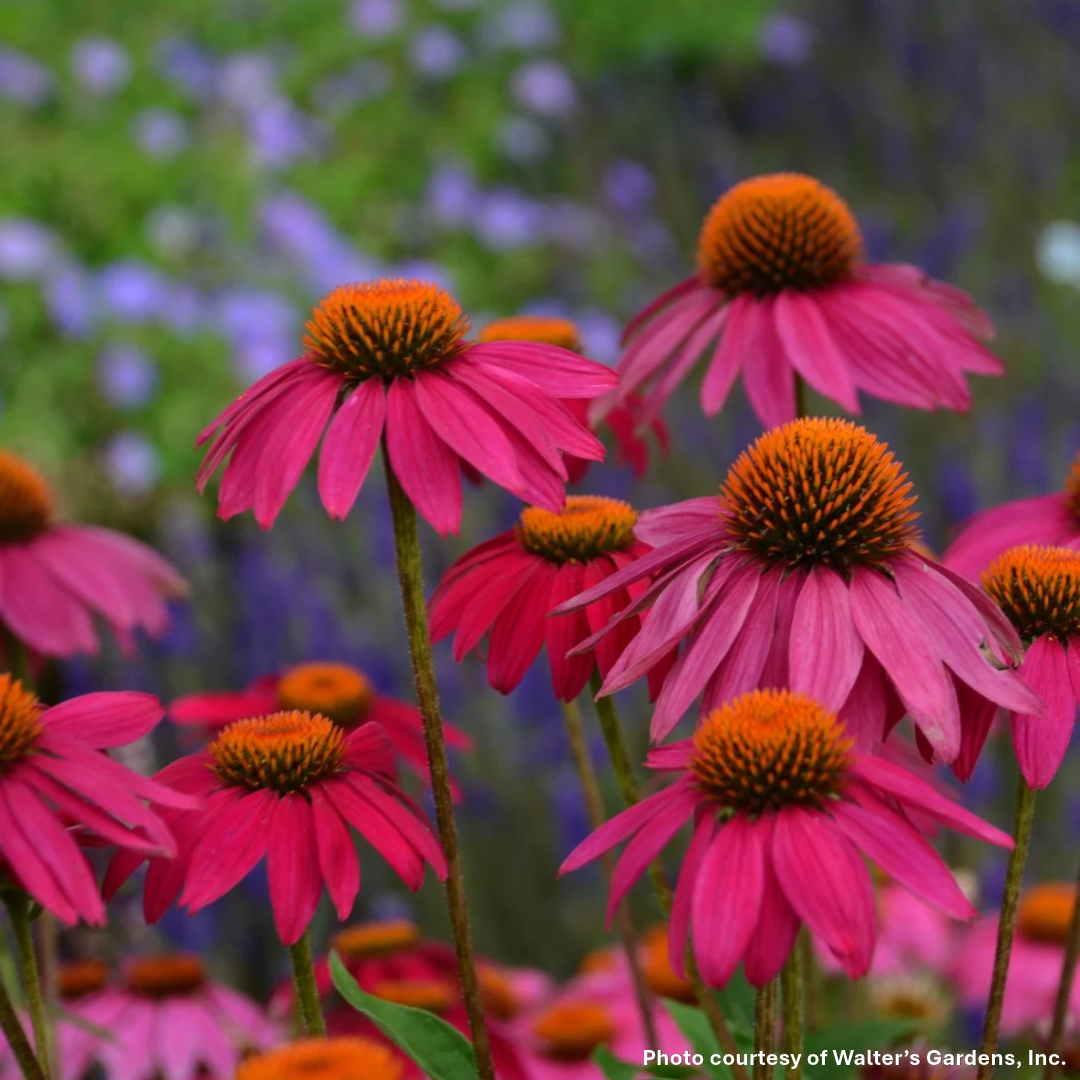 Echinacea purpurea PowWow Wild Berry 1G