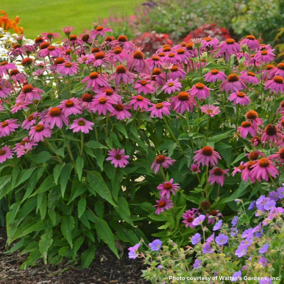 Echinacea purpurea PowWow Wild Berry 1G