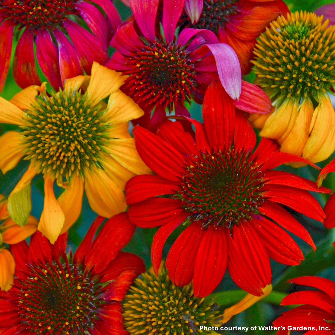 Echinacea x Cheyenne Spirit 1G