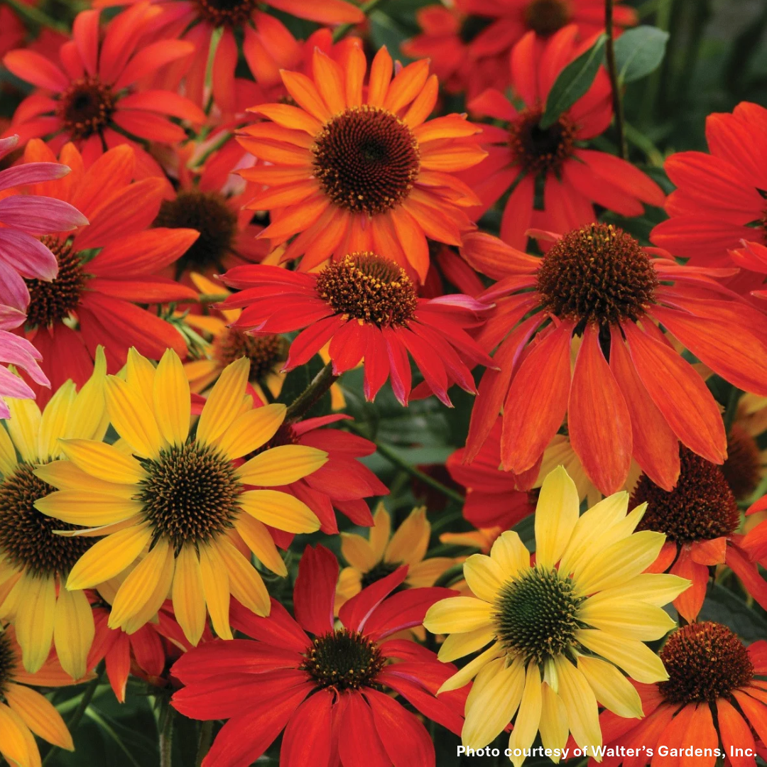 Echinacea x Cheyenne Spirit 1G