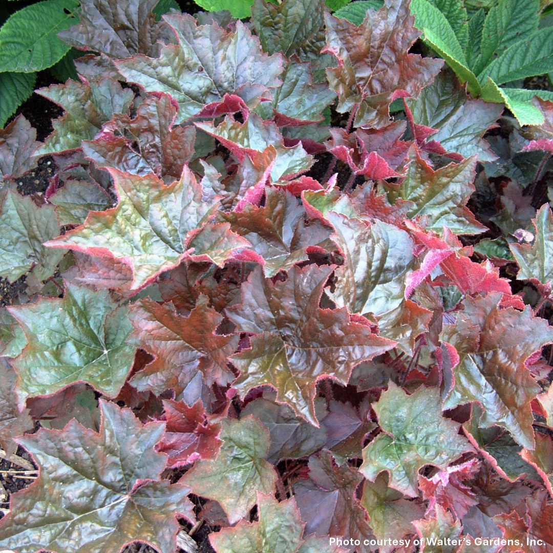 Heuchera micrantha Palace Purple 1G