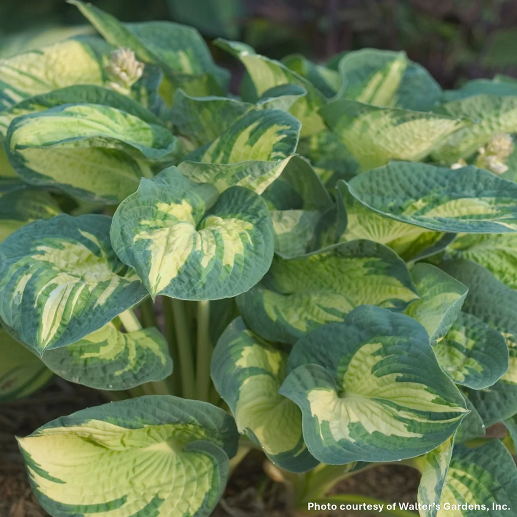 Hosta x Great Expectations 1G