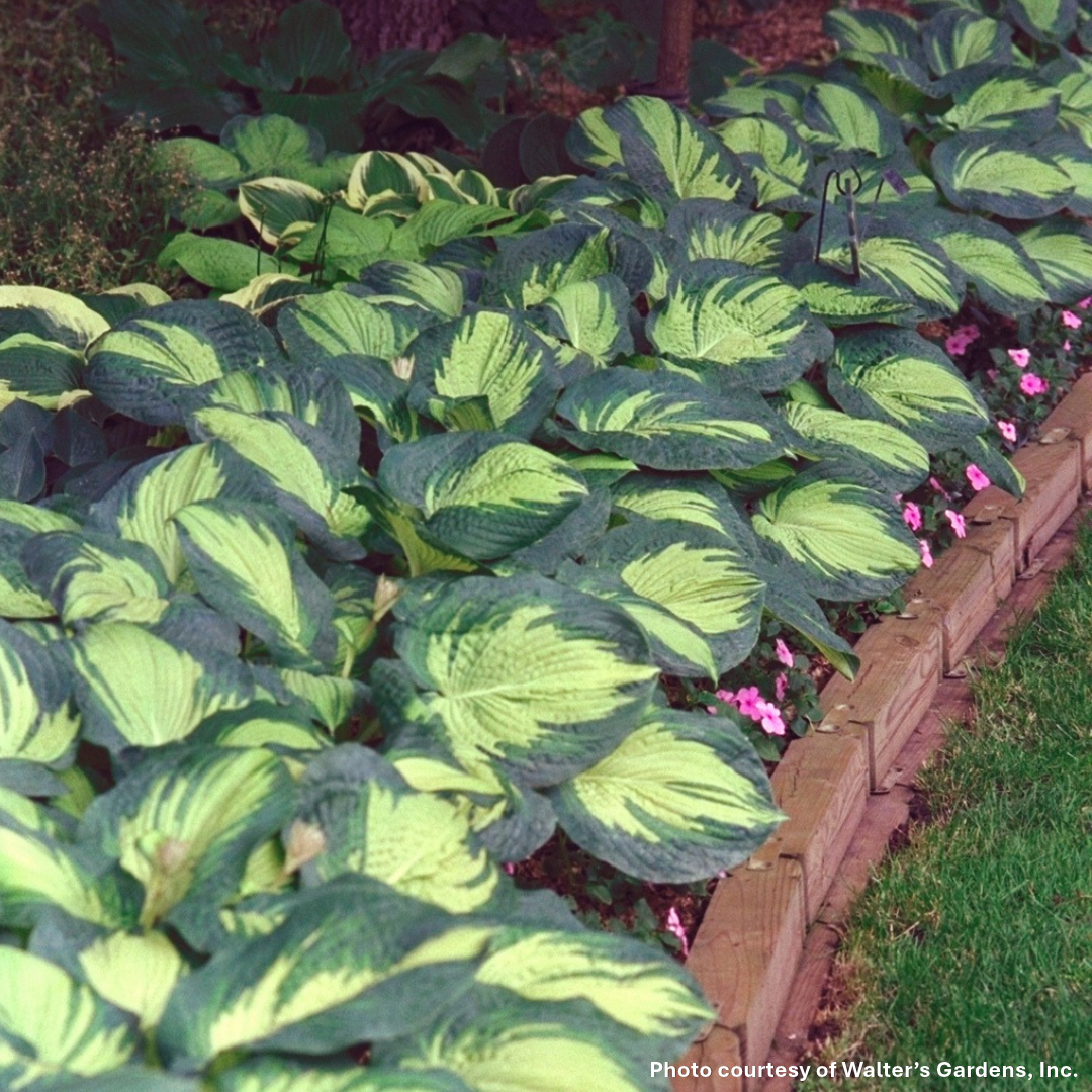 Hosta x Great Expectations 1G