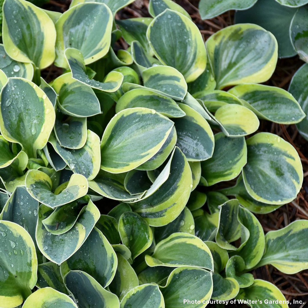 Hosta x Mighty Mouse 1Q