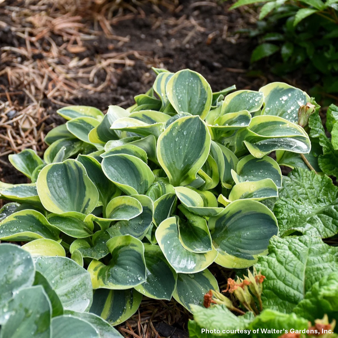 Hosta x Mighty Mouse 1Q