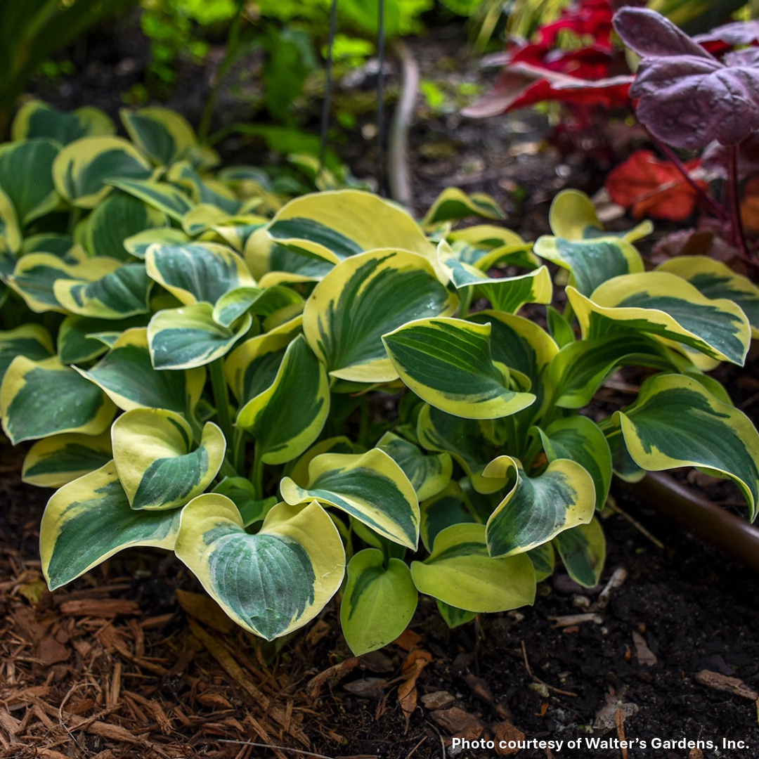 Hosta x Mighty Mouse 1Q
