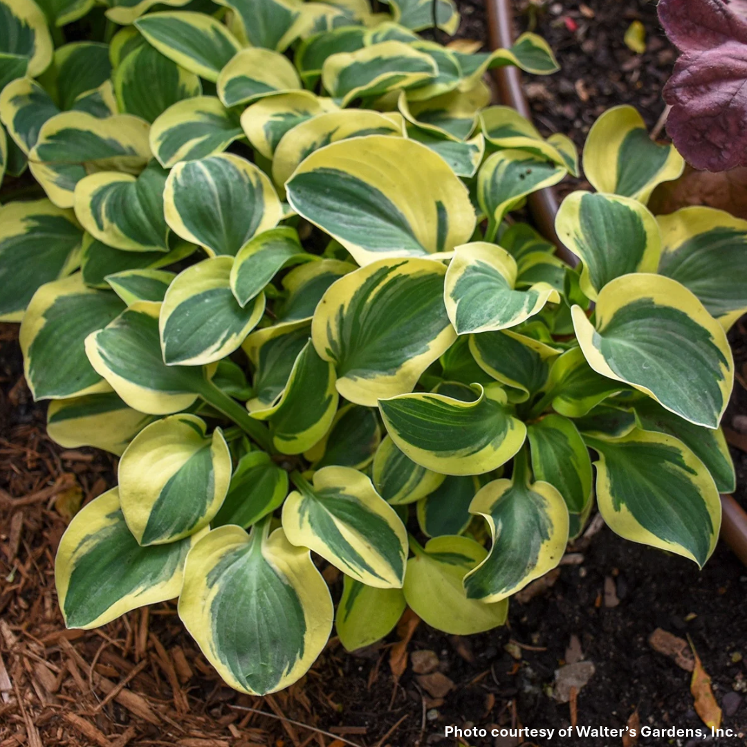 Hosta x Mighty Mouse 1Q