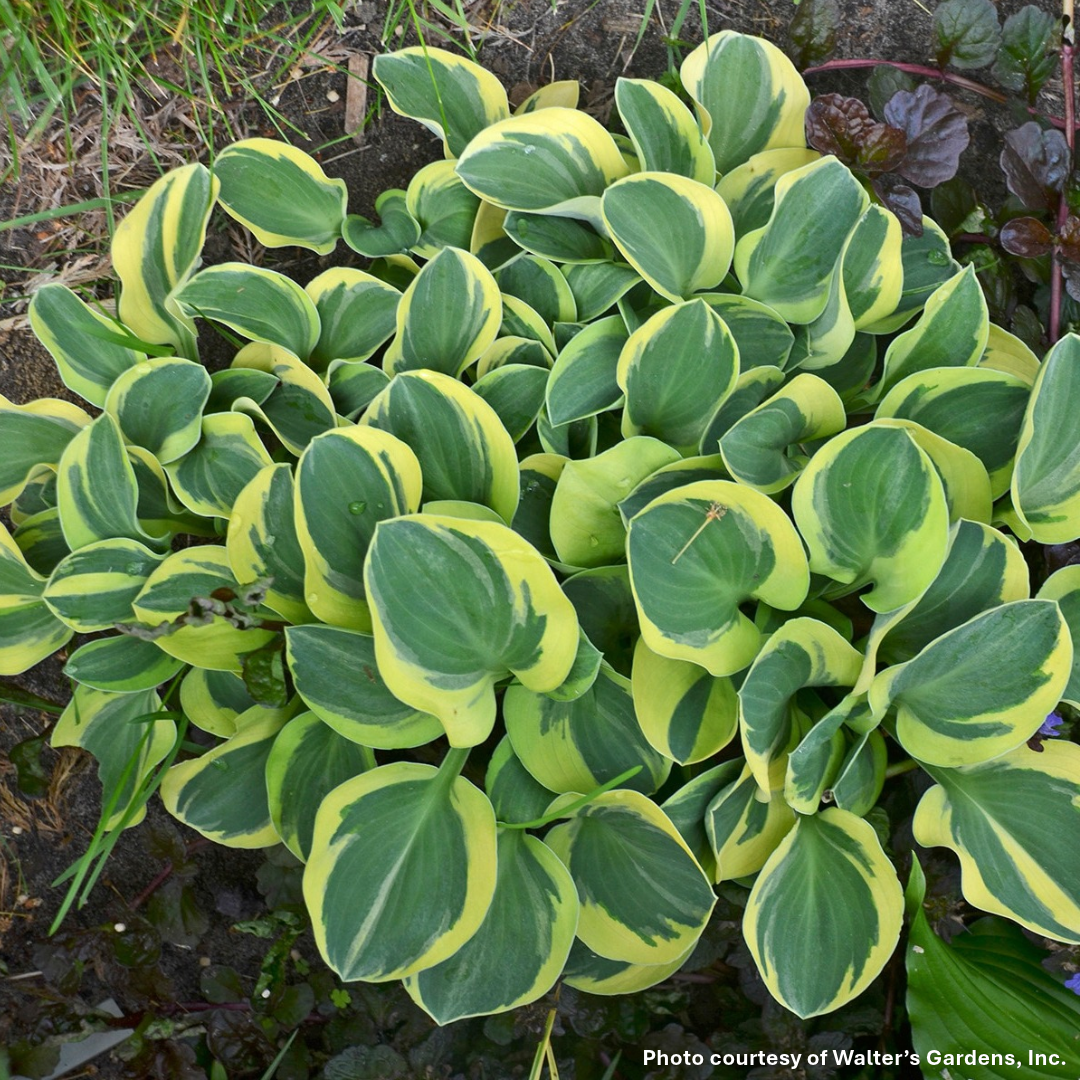 Hosta x Mighty Mouse 1Q