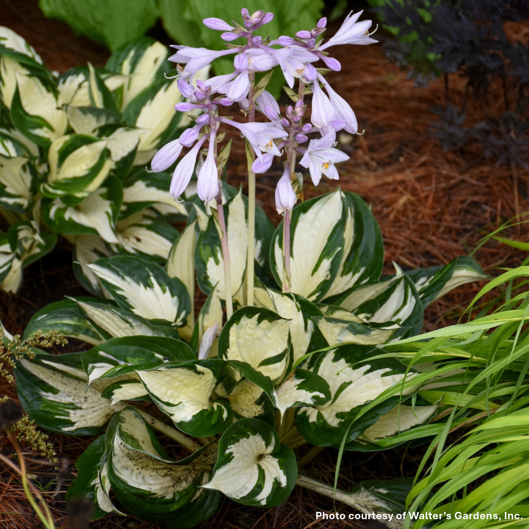 Hosta x Fire and Ice 1Q