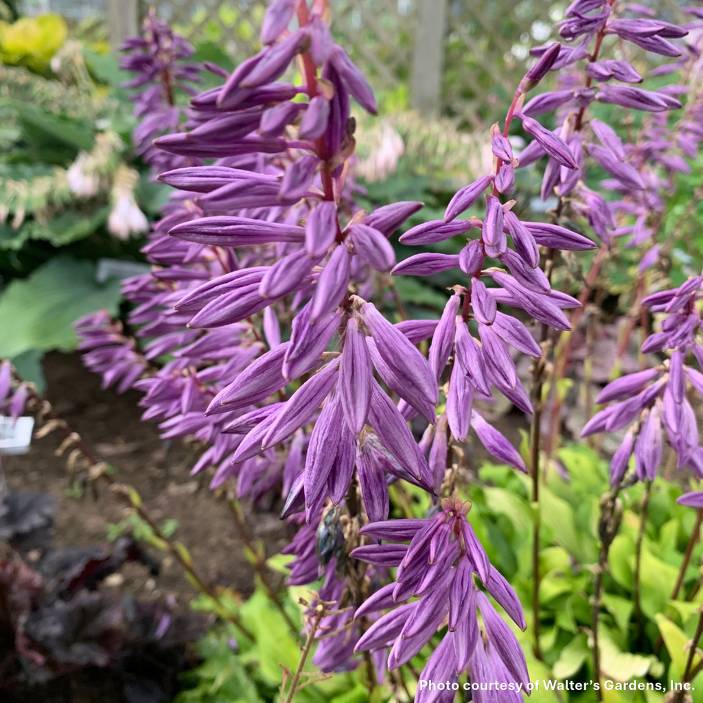 Hosta x Time in a Bottle 1Q