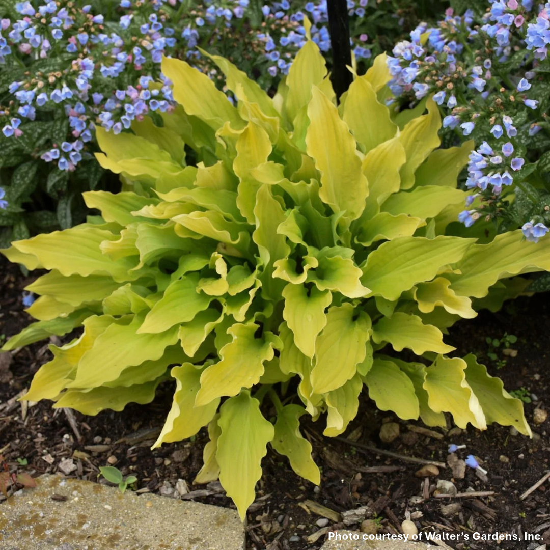 Hosta x Time in a Bottle 1Q