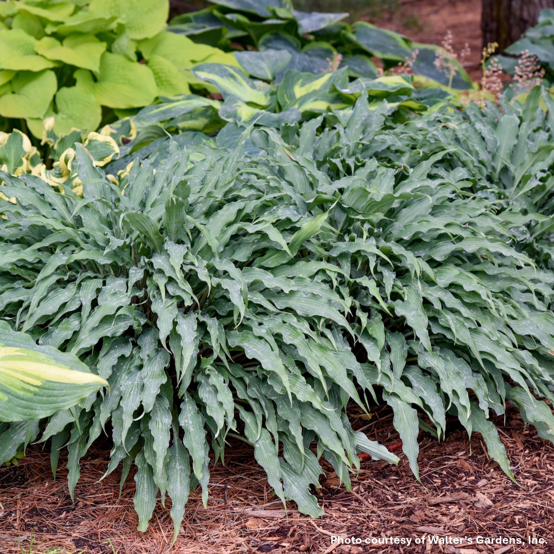 Hosta x Silly String 1Q