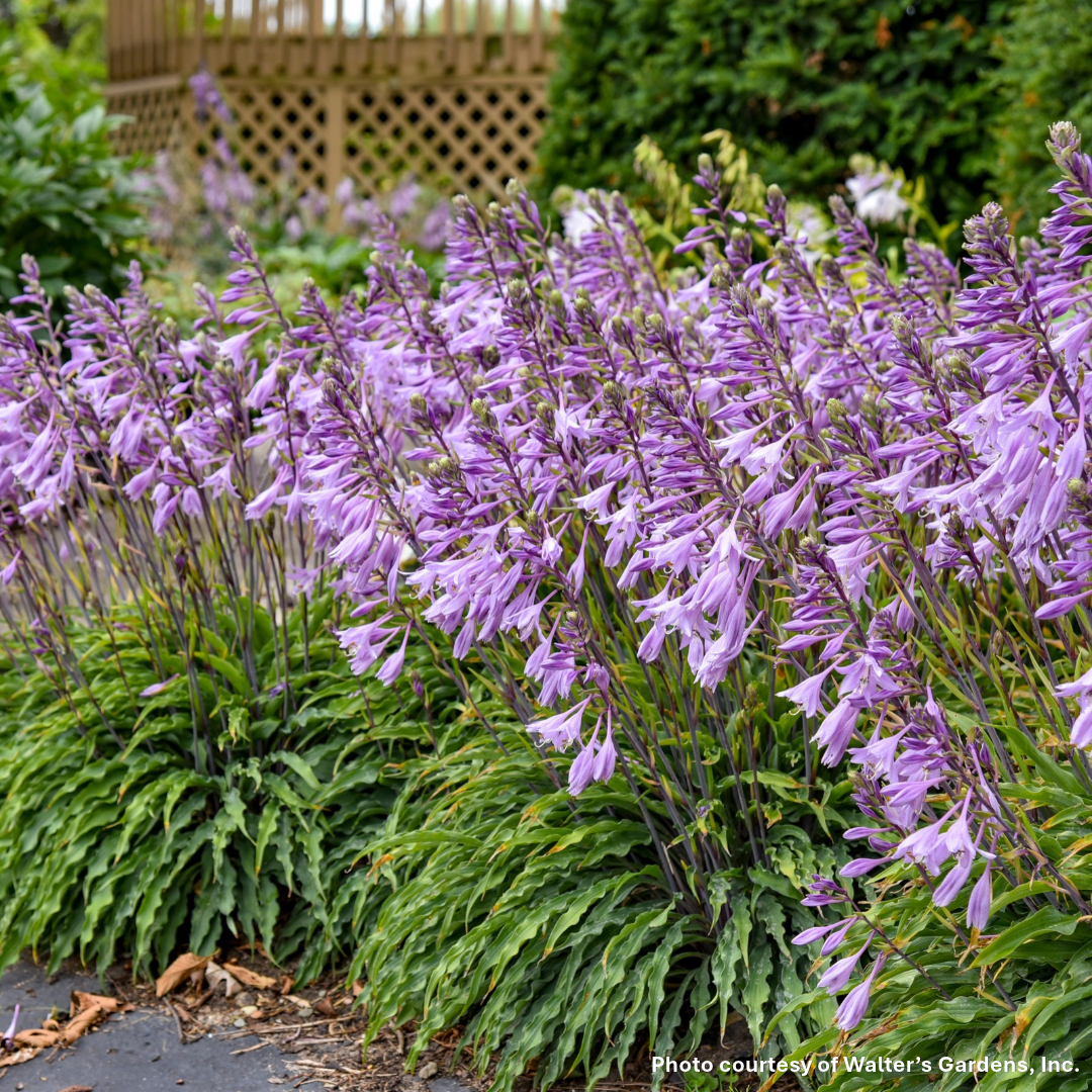 Hosta x Silly String 1Q