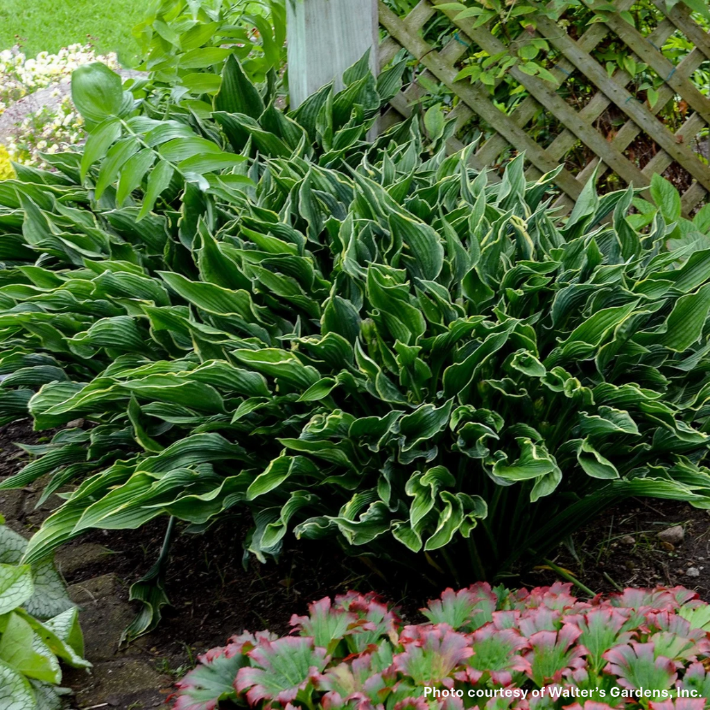 Hosta x Praying Hands 1Q