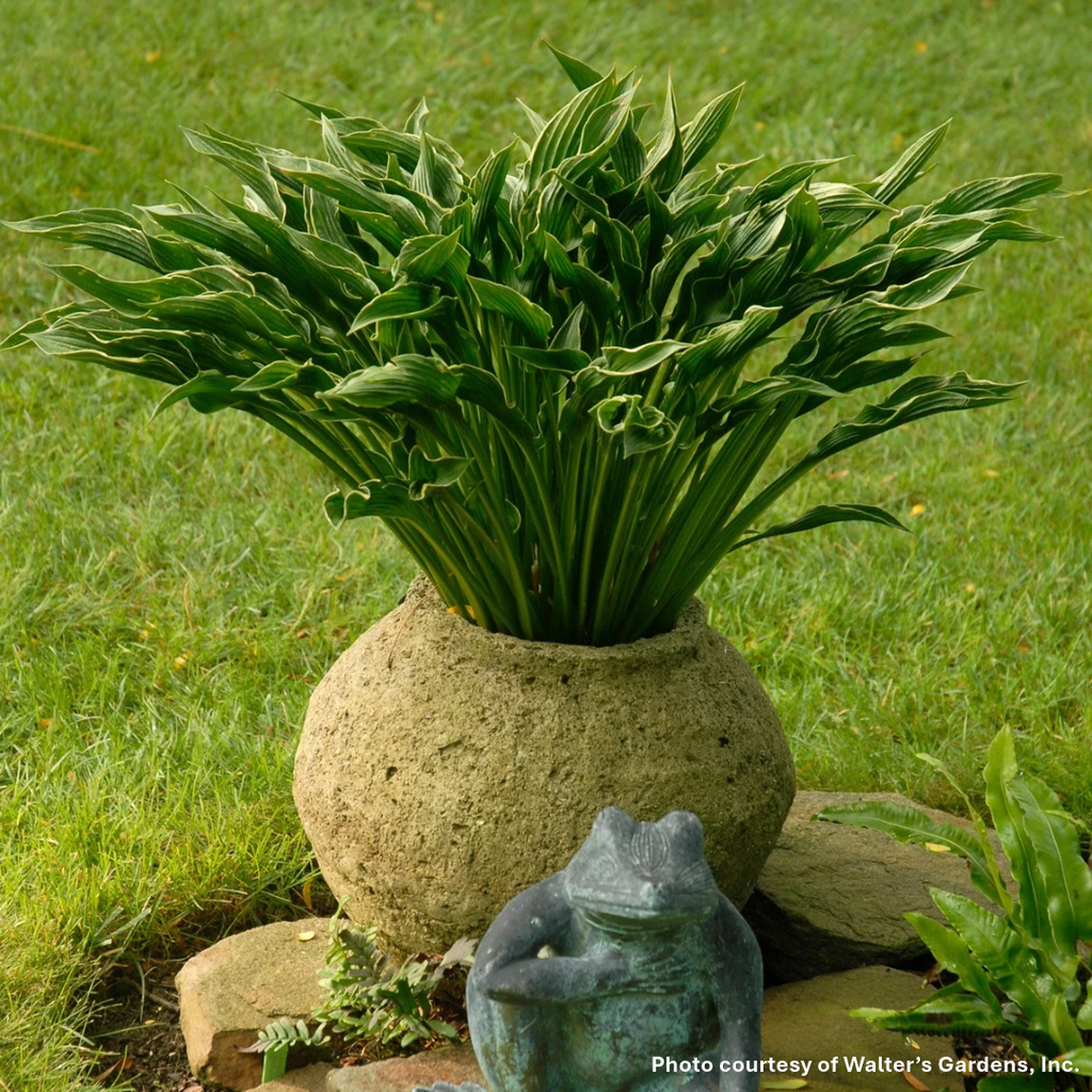 Hosta x Praying Hands 1Q