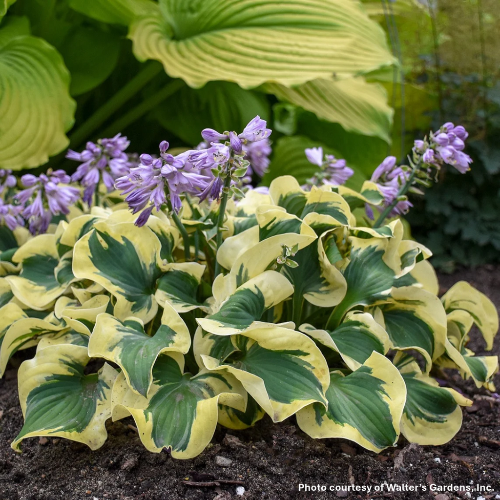 Hosta x Mini Skirt 1Q