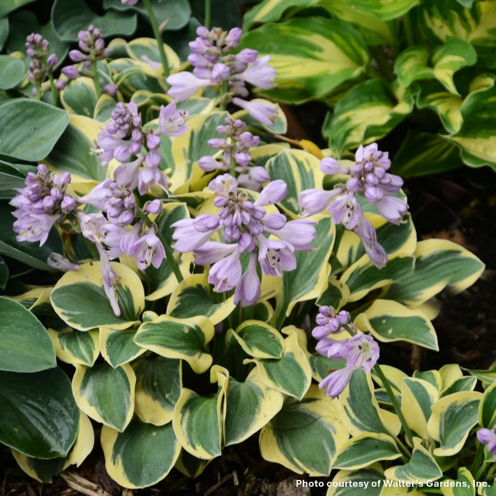 Hosta x Mini Skirt 1Q