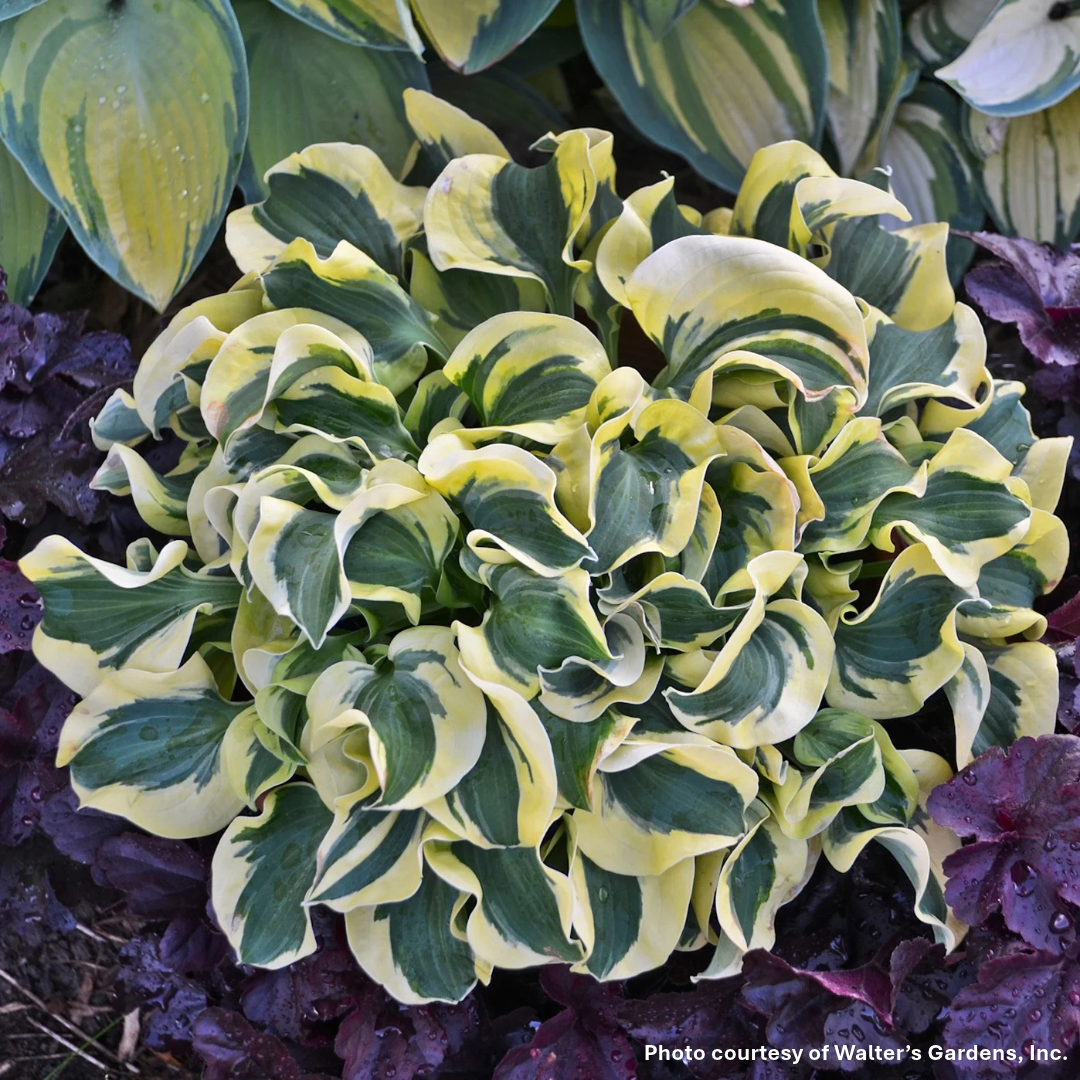 Hosta x Mini Skirt 1Q