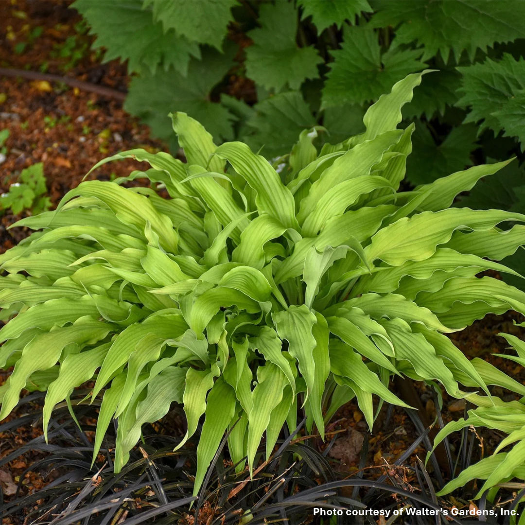 Hosta x Curly Fries 1Q