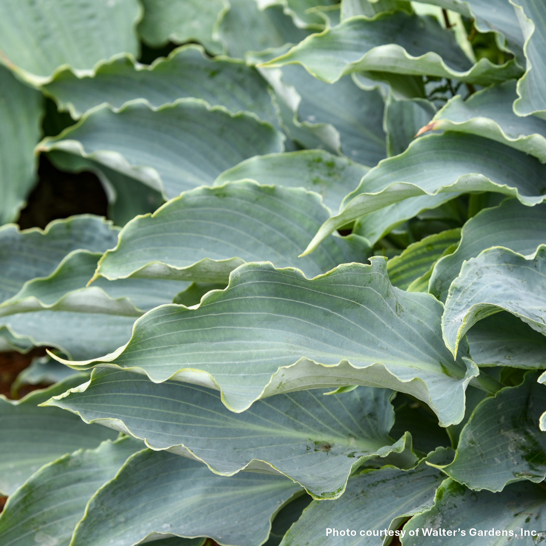Hosta x Tears in Heaven 1Q