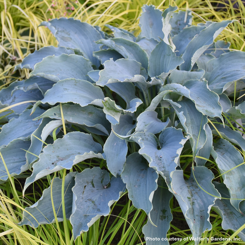 Hosta x Tears in Heaven 1Q