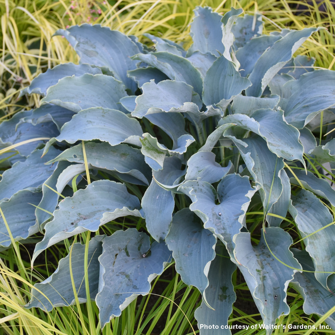 Hosta x Tears in Heaven 1Q