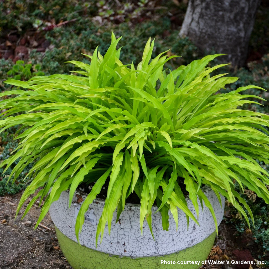 Hosta x Party Streamers 1Q