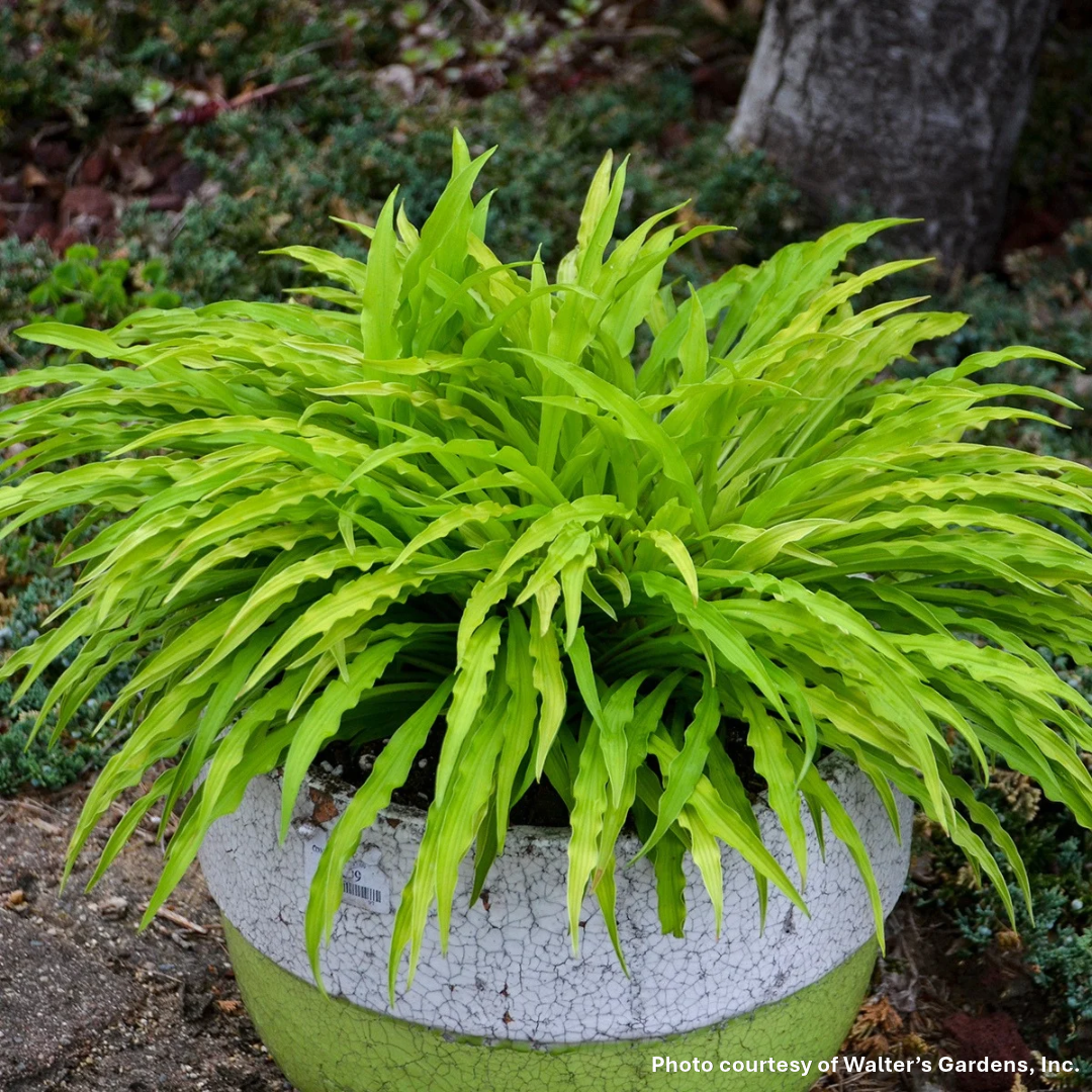 Hosta x Party Streamers 1Q