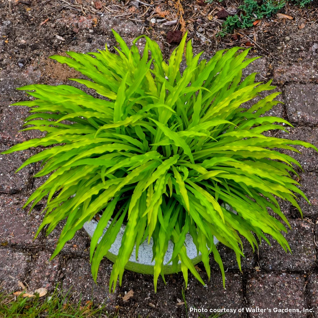 Hosta x Party Streamers 1Q