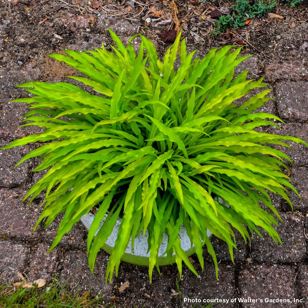 Hosta x Party Streamers 1Q