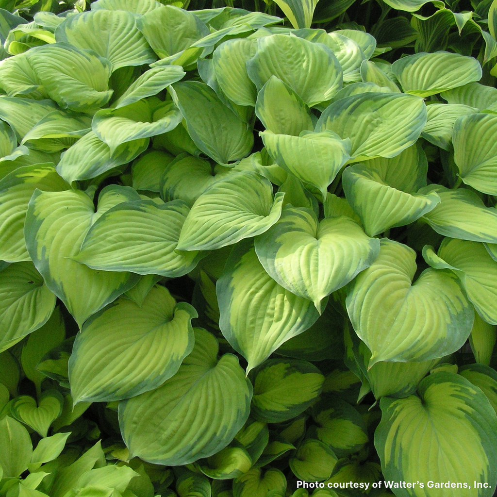 Hosta x Guacamole 1G