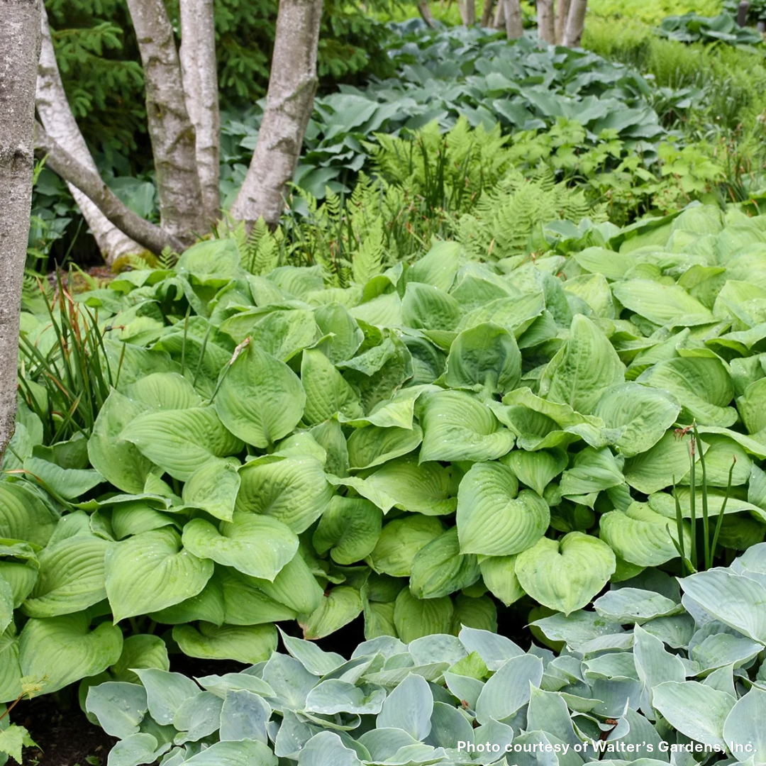 Hosta x Guacamole 1G