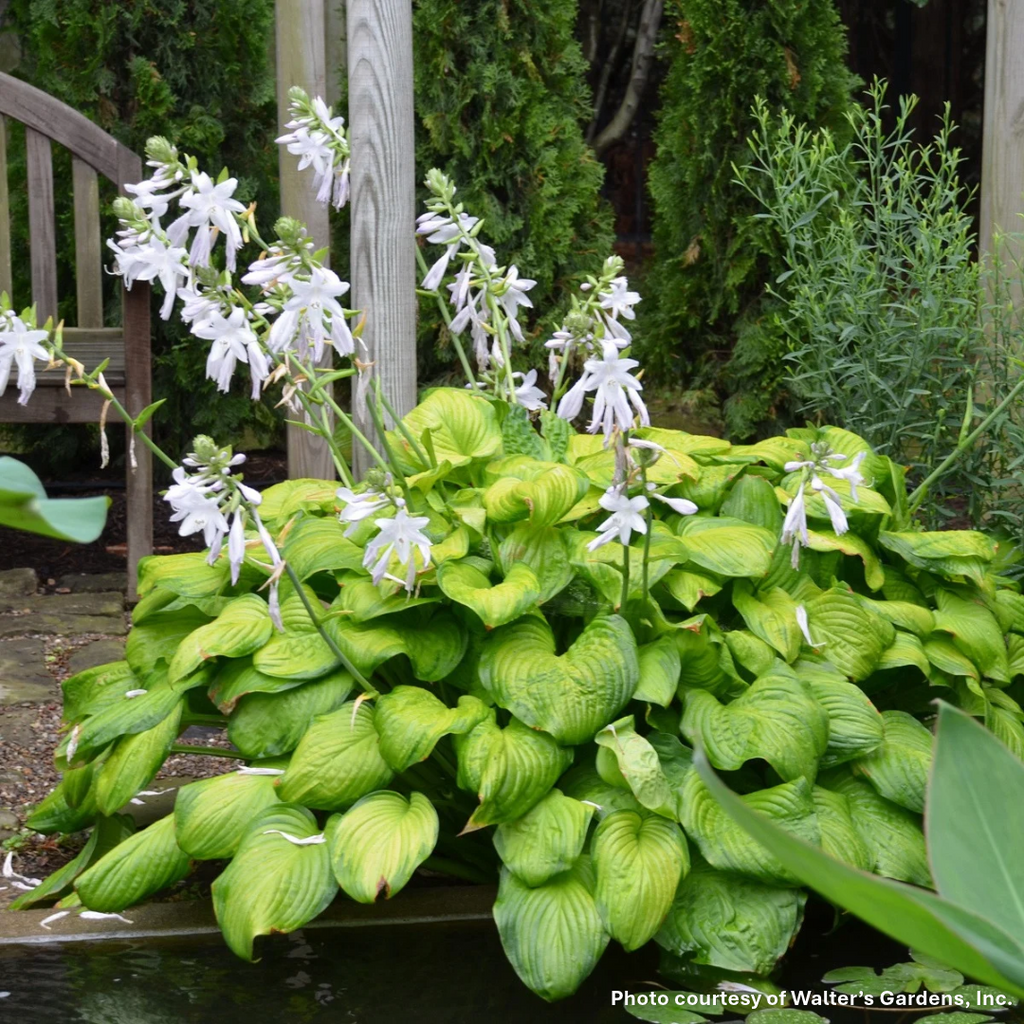 Hosta x Guacamole 1G