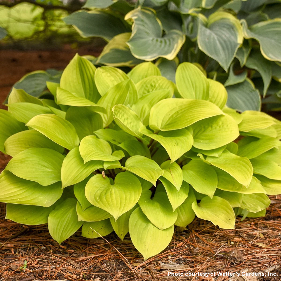 Hosta x Fire Island 1Q