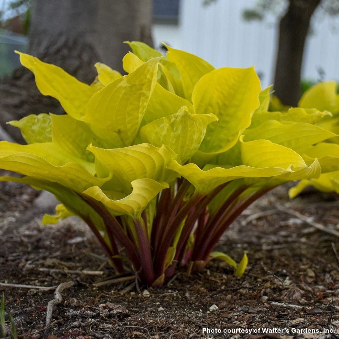 Hosta x Fire Island 1Q
