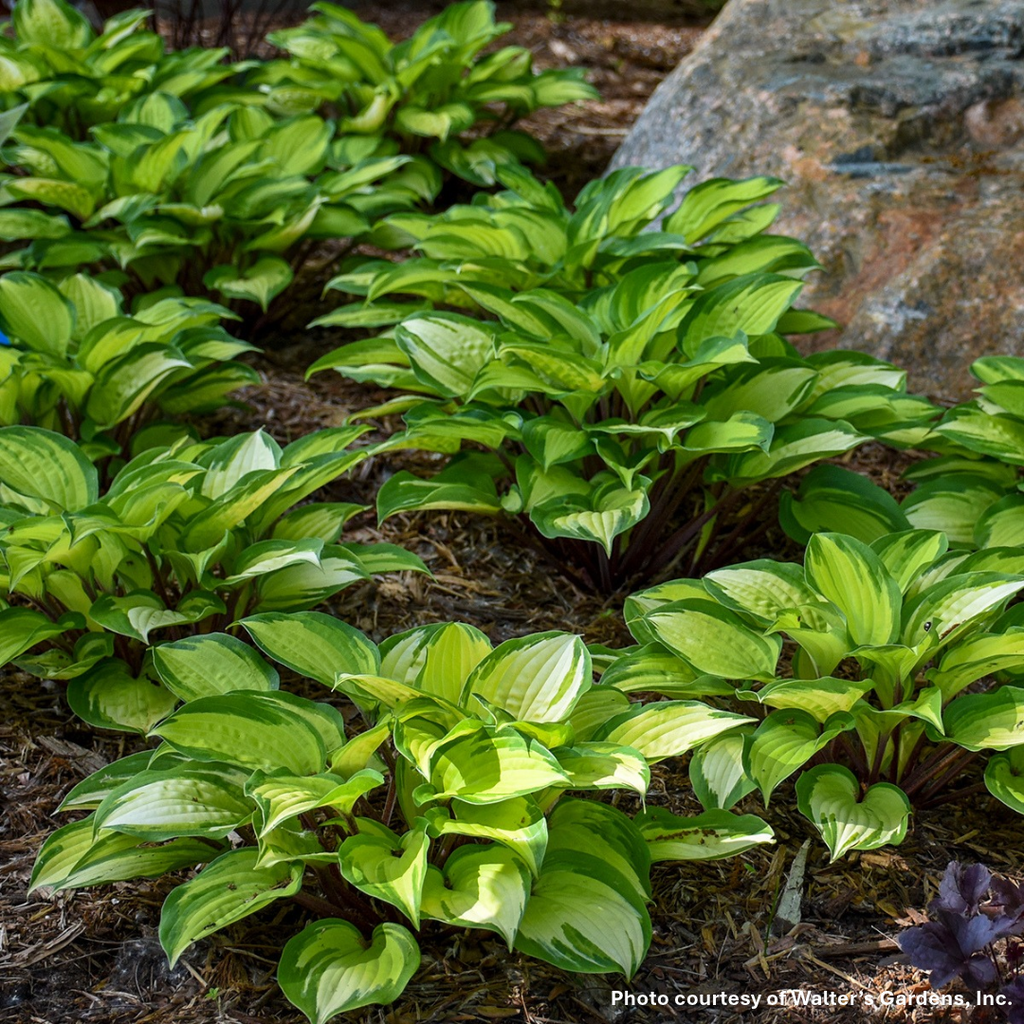 Hosta x Island Breeze 1Q