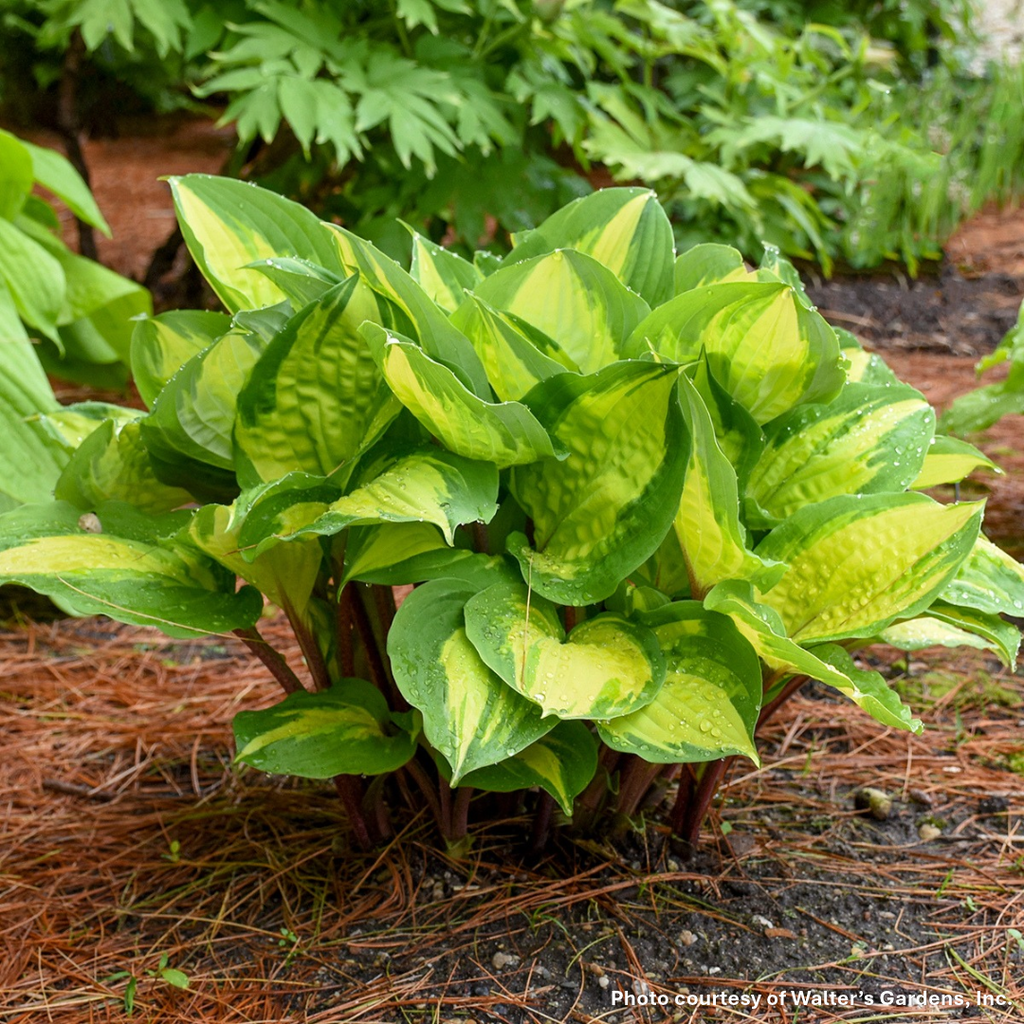 Hosta x Island Breeze 1Q