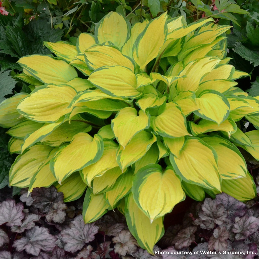 Hosta x Island Breeze 1Q