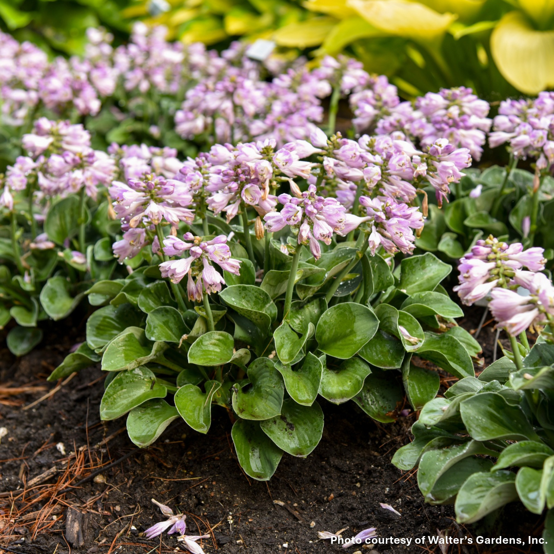 Hosta x Blue Mouse Ears 1Q