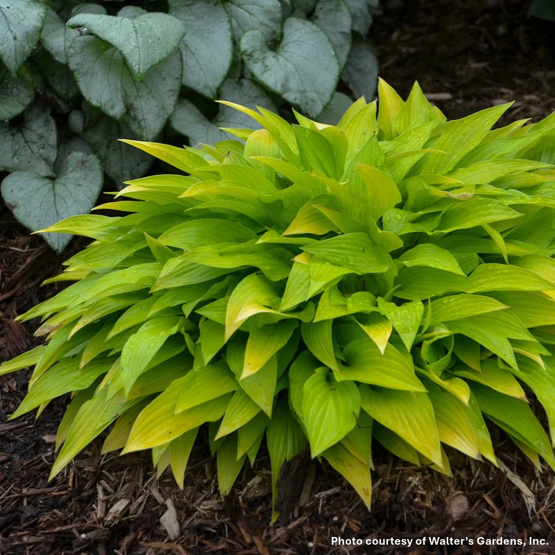 Hosta Munchkin Fire 1Q