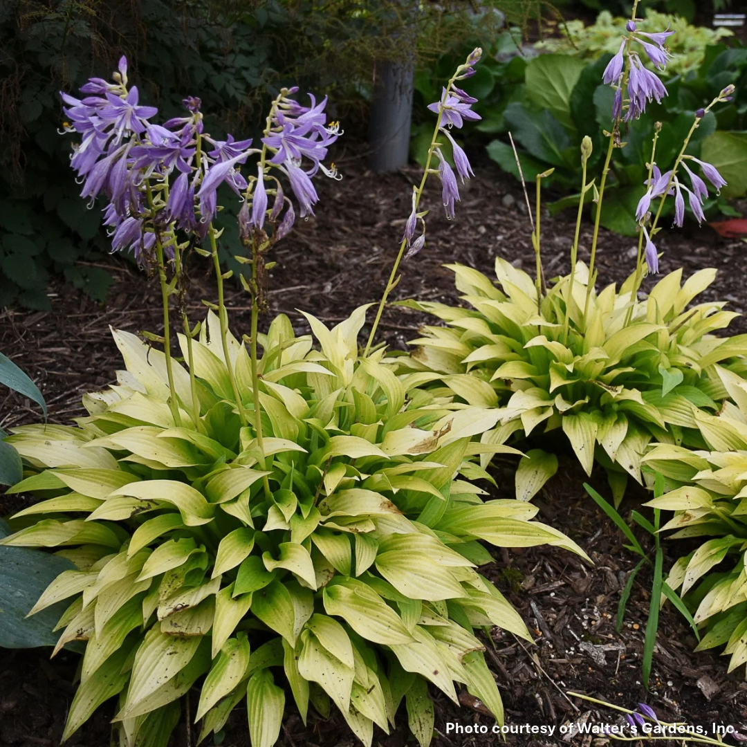 Hosta Munchkin Fire 1Q