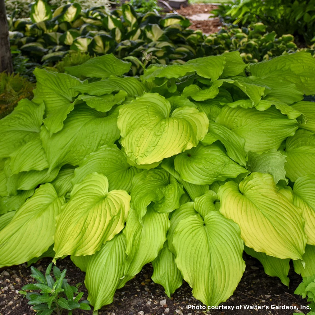 Hosta Dream Queen 1Q