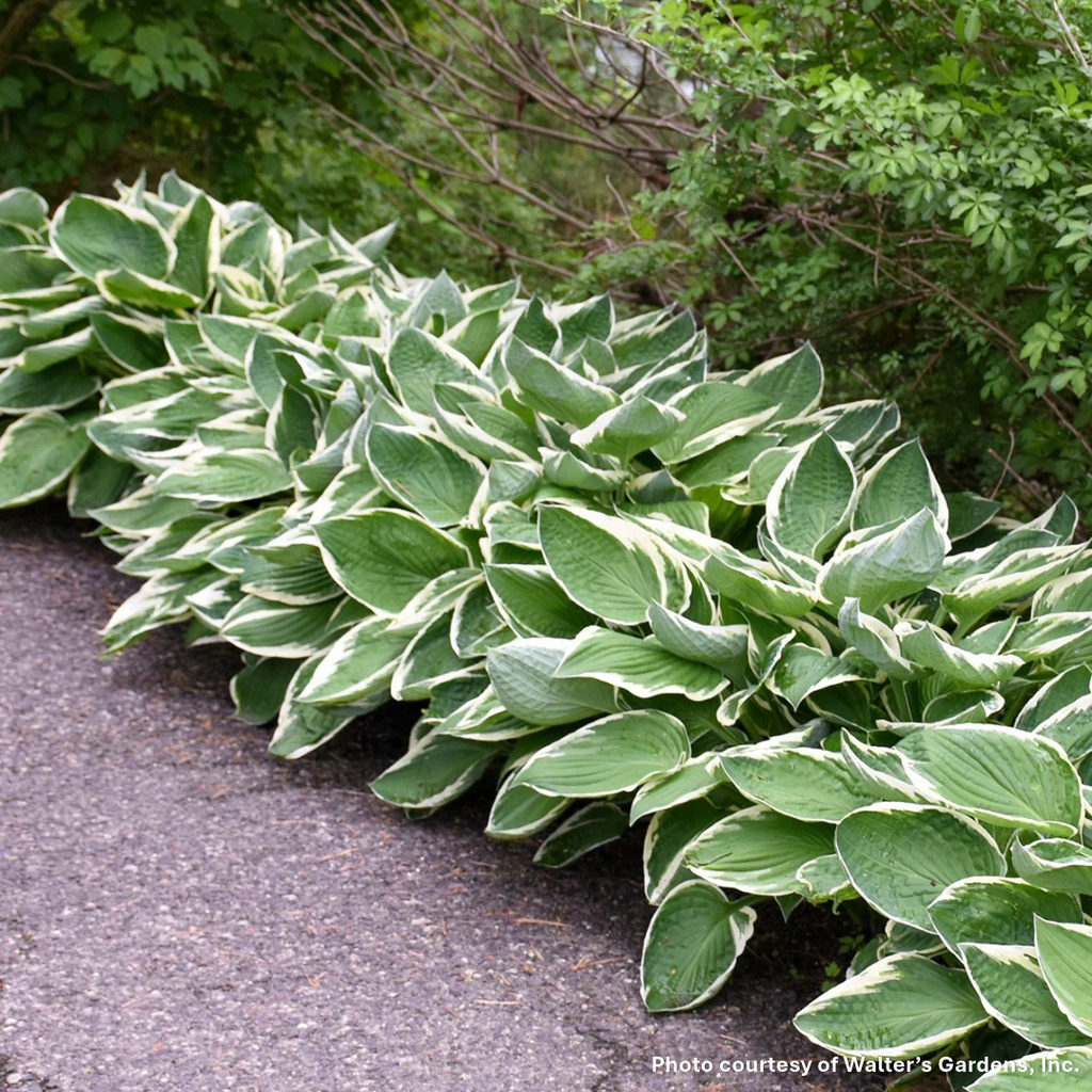 Hosta x Francee 1G